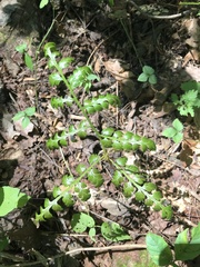 Botrypus virginianus