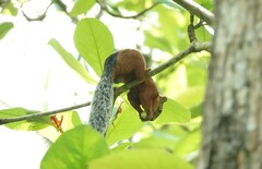 Sciurus variegatoides