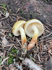 Hypholoma fasciculare