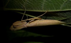 Hierodula transcaucasica