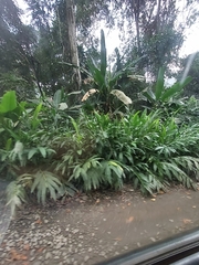 Hedychium coronarium