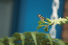 Methona themisto
