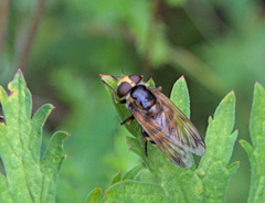 Volucella inanis