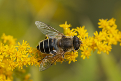 Eristalis nemorum