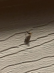 Myodocha serripes
