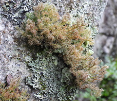 Sphaerophorus globosus