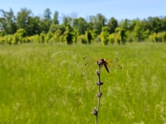 Libellula fulva