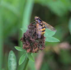 Volucella inanis