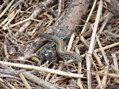 Aspidoscelis lineattissimus