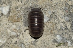 Armadillo officinalis