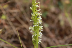 Platanthera elegans