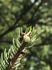 Thomisidae