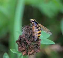 Volucella inanis