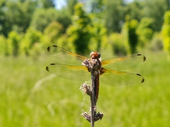 Libellula fulva
