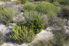 Tylecodon paniculatus