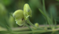 Aconitum anthora