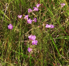 Agalinis purpurea