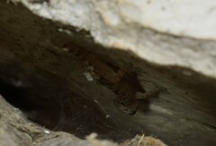 Hemidactylus turcicus