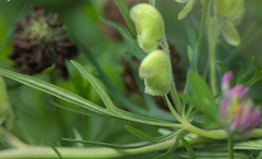 Aconitum anthora