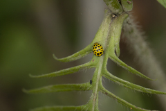 Psyllobora vigintiduopunctata