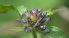 Gentiana macrophylla