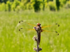 Libellula fulva