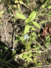 Myosotis asiatica