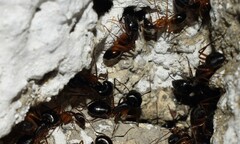 Camponotus sanctus