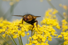 Tachina fera