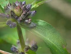 Gentiana macrophylla