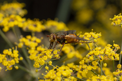 Tachina fera
