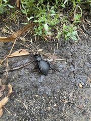 Carabus coriaceus