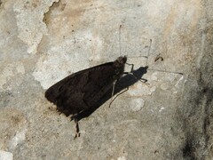 Hipparchia statilinus