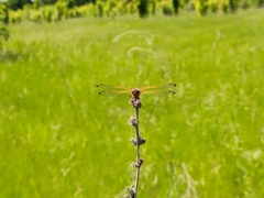 Libellula fulva