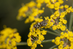 Anthomyia procellaris