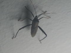 Notobitus meleagris