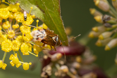Deraeocoris flavilinea