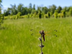 Libellula fulva