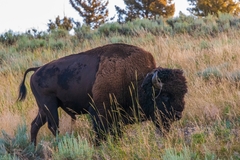 Bison bison
