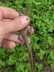 Aspidoscelis sonorae