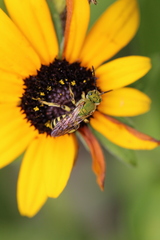 Agapostemon virescens