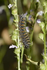 Melitaea parthenoides