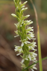Platanthera elegans