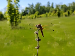 Libellula fulva