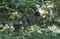 Callithrix penicillata