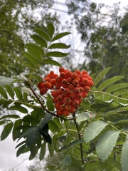 Sorbus