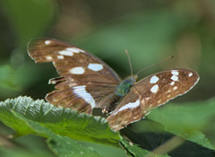 Argynnis sagana