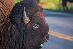 Bison bison