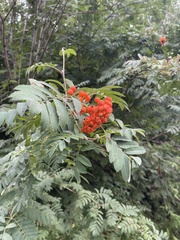 Sorbus