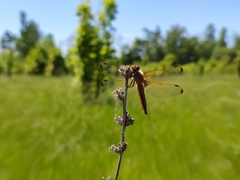 Libellula fulva
